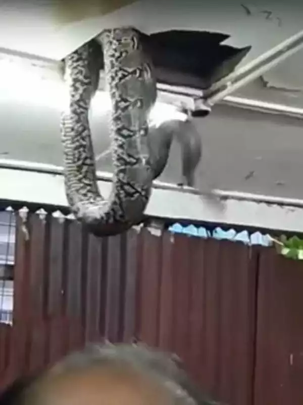 Omg! Deadly Fat Python Falls Down From The Ceiling Of A Restaurant (Video)